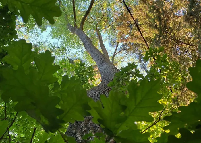 Hébergement de vacances L'orée